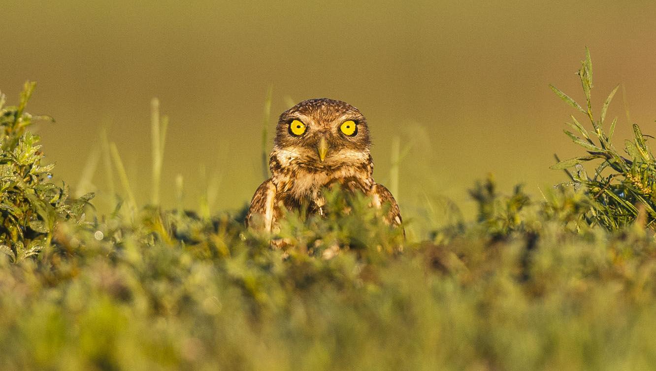 Find prairie dogs to view burrowing owls